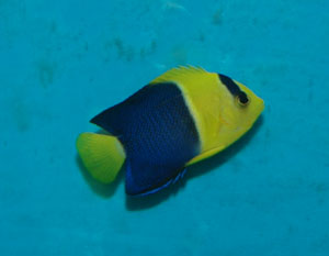 Bicolored angelfish come from the Indo-Pacific region